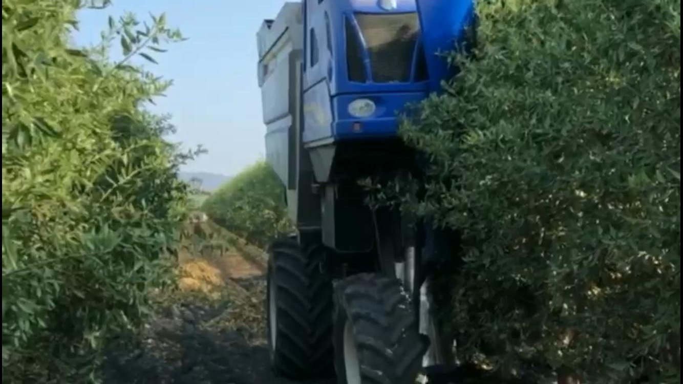 SHD Almond harvest 2019 CLVAGRO